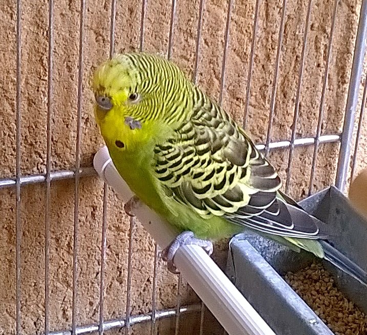 cocorito
'scompigliato'
